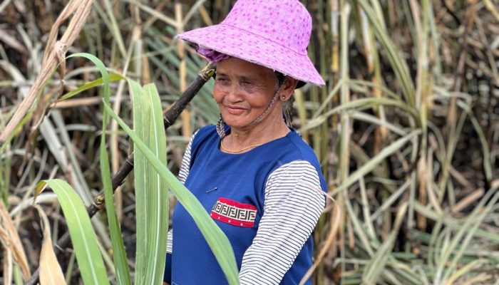 Kebun Tebu KSO Takalar PTPN I Serap Ribuan Tenaga Kerja Lokal