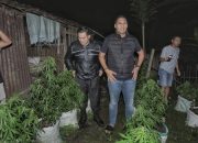 2 Tahun Ladang Ganja di Blitar Aman, Tetangga Dikibuli: Disangka Sayur Sop, Ternyata ‘Bumbu Nyimeng