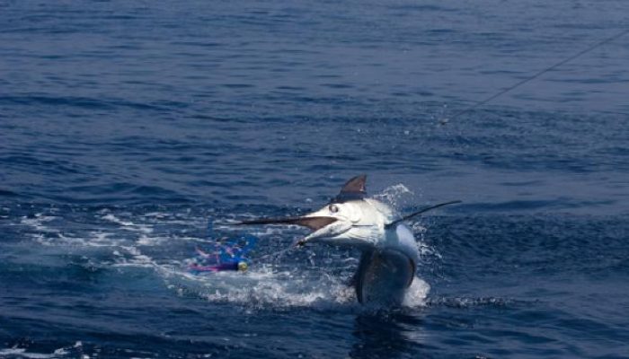 Heboh Nelayan di Krui! Tangkap Marlin Raksasa 150 Kg, Biasanya Jadi Sate dan Bakso Ikan