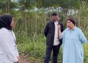 Harga Singkong Anjlok, Ibunda Gubernur Lampung Ikut Terdampak