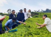 Kunjungi Kebun Teh Rancabali, Komisaris PTPN III Dorong Inovasi Teknologi Panen Efisien