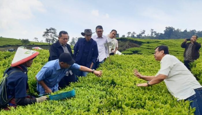 Kunjungi Kebun Teh Rancabali, Komisaris PTPN III Dorong Inovasi Teknologi Panen Efisien