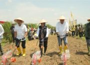 PTPN IV Regional VII Tanam Padi Gogo di Lahan PSR untuk Swasembada Pangan Nasional