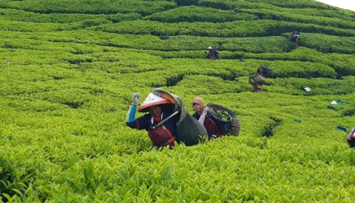 PTPN I Regional 2 Garap 48 Hektare Teh Organik, Bidik Pasar Premium Global