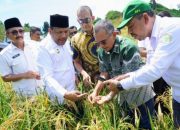 PTPN IV PalmCo Dorong Ketahanan Pangan Lewat Tumpangsari Sawit dan Padi