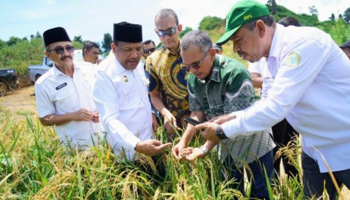 PTPN IV PalmCo Dorong Ketahanan Pangan Lewat Tumpangsari Sawit dan Padi