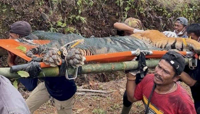 Evakuasi Harimau Sumatera Tertangkap di Lampung Barat, BKSDA Turun Tangan!
