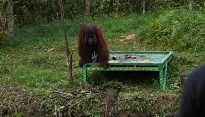 PalmCo dan BOSF Selamatkan Orangutan, Wujud Komitmen Lingkungan Holding Perkebunan Nusantara