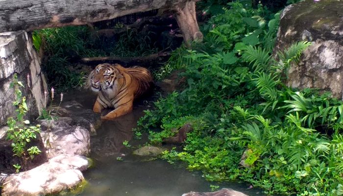Harimau Sumatera yang Terjebak di Kandang Jebak Akhirnya Mati di Lembah Hijau 