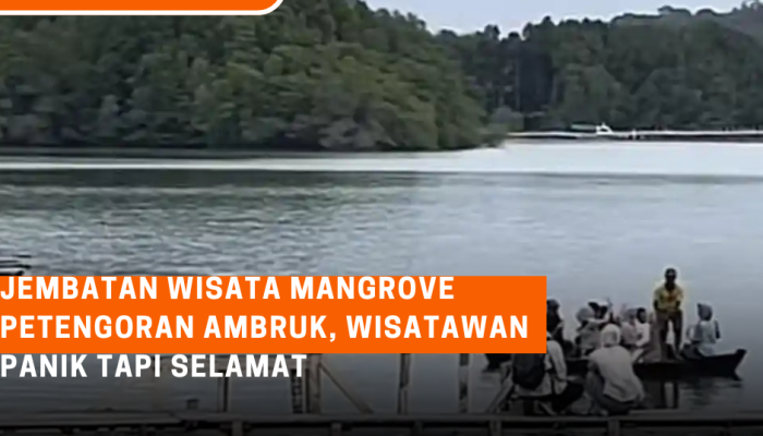 Jembatan Wisata Mangrove Petengoran Pesawaran Ambruk, Wisatawan Panik tapi Selamat