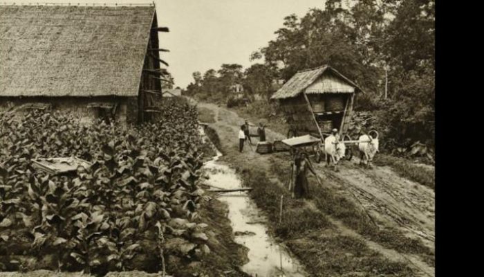 PTPN I dan Dinamika Kota Medan: Antara Sejarah Perkebunan dan Optimalisasi Aset