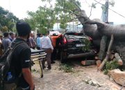 Pohon Tua Berdiameter 3 Meter Tumbang di Hotel Bukit Randu, Satu Keluarga Asal Jakarta Terjepit