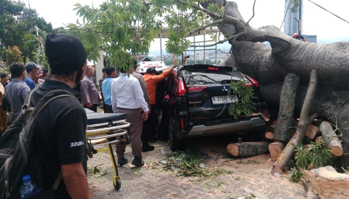 Pohon Tua Berdiameter 3 Meter Tumbang di Hotel Bukit Randu, Satu Keluarga Asal Jakarta Terjepit