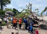 Pohon Raksana Tumbang Timpa Dua Mobil di Area Hotel Bukit Randu Bandarlampung, Tamu Harus Jalan Kaki
