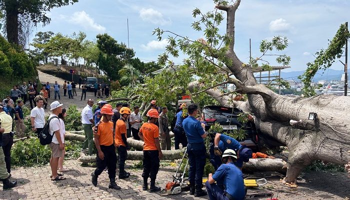 Pohon Raksana Tumbang Timpa Dua Mobil di Area Hotel Bukit Randu Bandarlampung, Tamu Harus Jalan Kaki
