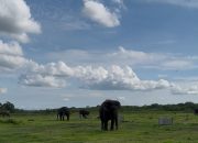 Gajah Liar Menyerang, Wisata Ditutup! Apa Sebenarnya Terjadi di TN Way Kambas?