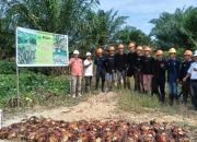 PTPN III Mutasikan 123 Hektare Sawit Jadi Tanaman Menghasilkan di Kebun Kembayan
