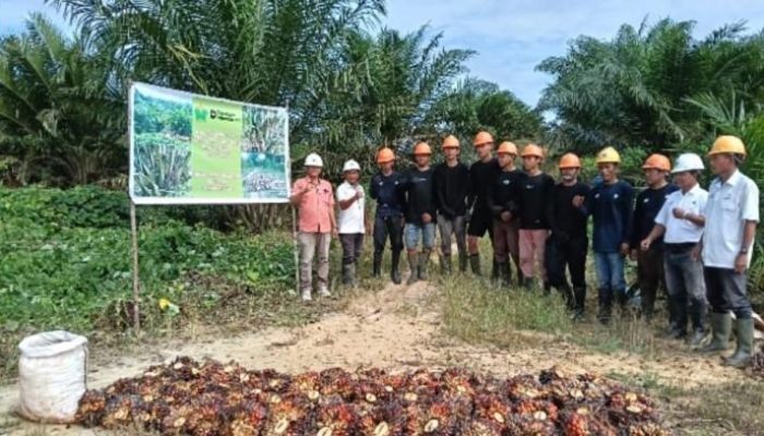 PTPN III Mutasikan 123 Hektare Sawit Jadi Tanaman Menghasilkan di Kebun Kembayan