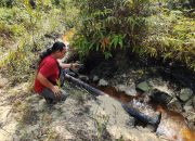 Dana Pemulihan Rp4,6 Triliun Mengendap, Limbah B3 di Tahura Riau Masih Mencemari Habitat Gajah