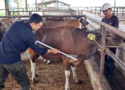 Pemprov Lampung Pastikan Stok Daging Aman, Lampung Surplus 3.955 Ton Sepanjang 2025