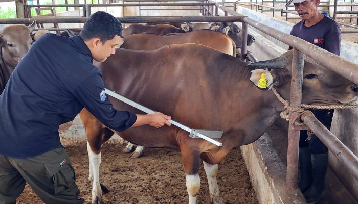 Pemprov Lampung Pastikan Stok Daging Aman, Lampung Surplus 3.955 Ton Sepanjang 2025