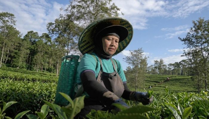 The Real Kartini! Pemetik Teh Malabar Berhasil Sekolahkan Anak Sampai S2, Bukti Tangguhnya SDM PTPN