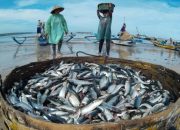 Jaga Stabilitas PAD Perikanan, Pemkot Bandar Lampung Pilih Pendekatan Persuasif bagi Nelayan