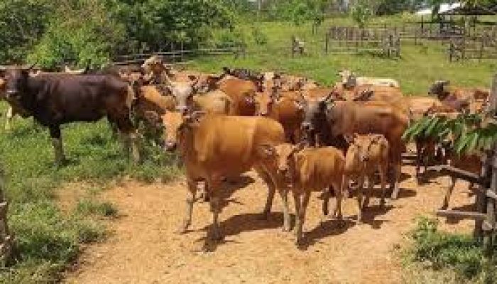 Kepala BGN Akui MBG Butuh 19.000 Sapi Hanya Pengandaian, Singgung Dampak Potensi Kenaikan Harga jika Menu Seragam