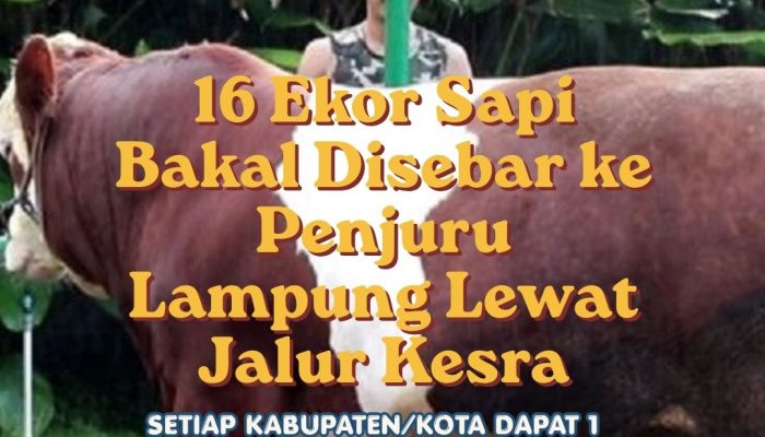 Jelang Iduladha 2026, Presiden Tebar 16 Ekor Sapi Kurban di Lampung