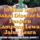 Jelang Iduladha 2026, Presiden Tebar 16 Ekor Sapi Kurban di Lampung