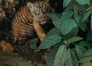 Lahir dari Induk Berkaki Tiga Korban Jerat, Dua Anak Harimau Sumatera ‘Puspa & Muli Sikop’ Catat Sejarah di Lampung