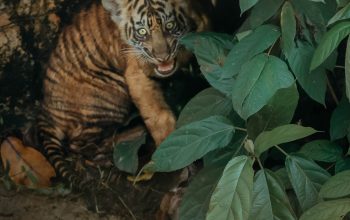 Lahir dari Induk Berkaki Tiga Korban Jerat, Dua Anak Harimau Sumatera ‘Puspa & Muli Sikop’ Catat Sejarah di Lampung