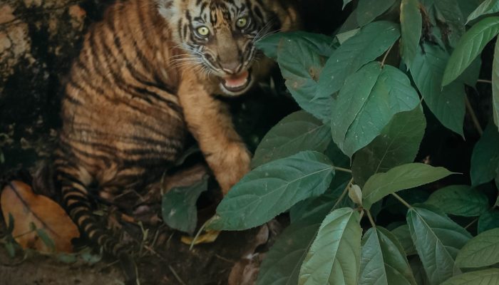 Lahir dari Induk Berkaki Tiga Korban Jerat, Dua Anak Harimau Sumatera ‘Puspa & Muli Sikop’ Catat Sejarah di Lampung