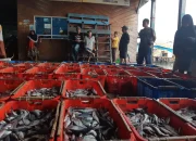 Bandar Lampung Bidik Ikan Siluman: Dari Timbangan ke Meter Persegi