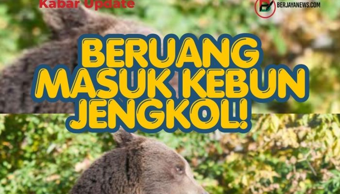 Beruang Diduga Muncul di Perkebunan Warga, Polisi dan BKSDA Turun Tangan, Ada Bekas Cakaran