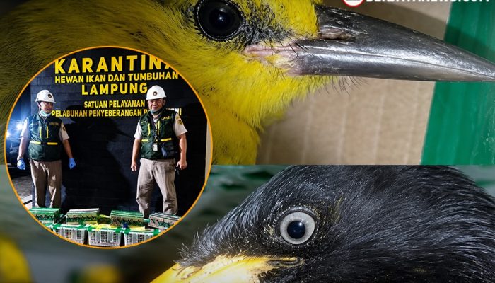 Jerit Sunyi Ratusan Sayap: 172 Burung Liar Gagal Diselundupkan di Atas Kabin Truk Bakauheni