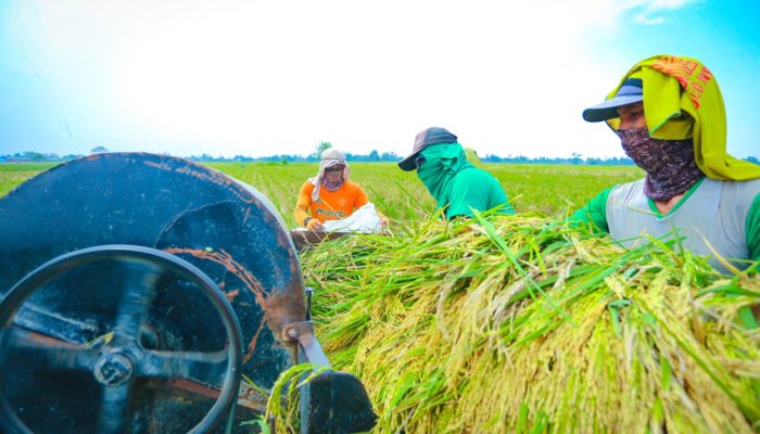 Dunia Mengempis, Indonesia Melejit: Produksi Beras Nasional Cetak Rekor Tertinggi Sepanjang Sejarah