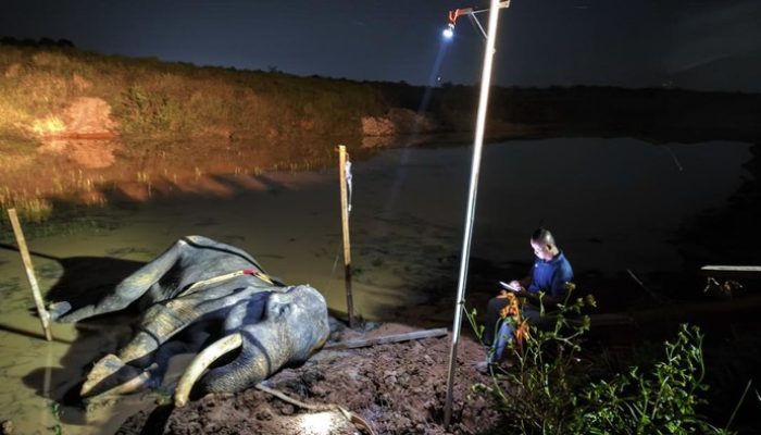 Berita Duka dari TNWK Lampung: Gajah Indra, Sang Pejuang Konservasi Berusia 42 Tahun Alami Ambruk di Rawa Sebelum Mati