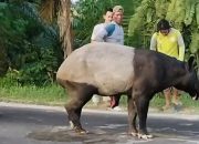 Tapir yang Sempat Viral di Jalinsum Mesuji Diduga Disembelih Oknum Warga, BKSDA Serahkan Bukti ke Polisi
