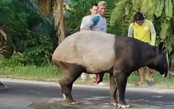 Tapir yang Sempat Viral di Jalinsum Mesuji Diduga Disembelih Oknum Warga, BKSDA Serahkan Bukti ke Polisi
