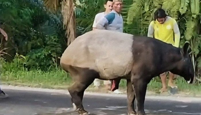 Tapir yang Sempat Viral di Jalinsum Mesuji Diduga Disembelih Oknum Warga, BKSDA Serahkan Bukti ke Polisi