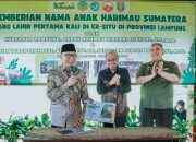 Gubernur Lampung Perkenalkan Dua Anak Harimau Sumatera Hasil Konservasi di Lembah Hijau