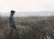 Gajah Taman Nasional Way Kambas Dipastikan Aman dari Kebakaran