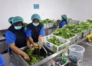 Cegah Keracunan Makanan, Pemkot Bandar Lampung Wajibkan Dapur Makan Punya Izin