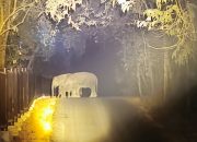 Penerapan Sistem Pengawasan Berbasis AI di TNWK Berhasil Tekan Konflik Gajah dan Warga Hingga Nol Kasus