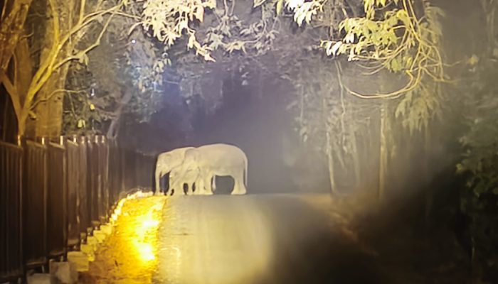 Penerapan Sistem Pengawasan Berbasis AI di TNWK Berhasil Tekan Konflik Gajah dan Warga Hingga Nol Kasus