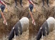 Sempat Terjebak di Parit Perkebunan Mesuji, Seekor Tapir Langka Berhasil Dievakuasi Warga dan Kepolisian