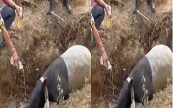Sempat Terjebak di Parit Perkebunan Mesuji, Seekor Tapir Langka Berhasil Dievakuasi Warga dan Kepolisian