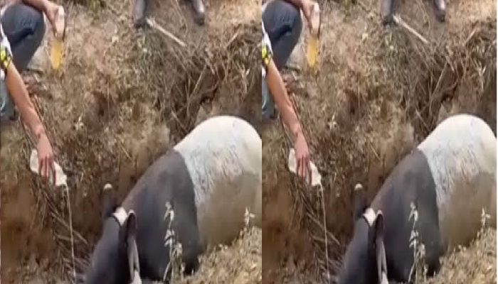 Sempat Terjebak di Parit Perkebunan Mesuji, Seekor Tapir Langka Berhasil Dievakuasi Warga dan Kepolisian