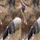Sempat Terjebak di Parit Perkebunan Mesuji, Seekor Tapir Langka Berhasil Dievakuasi Warga dan Kepolisian